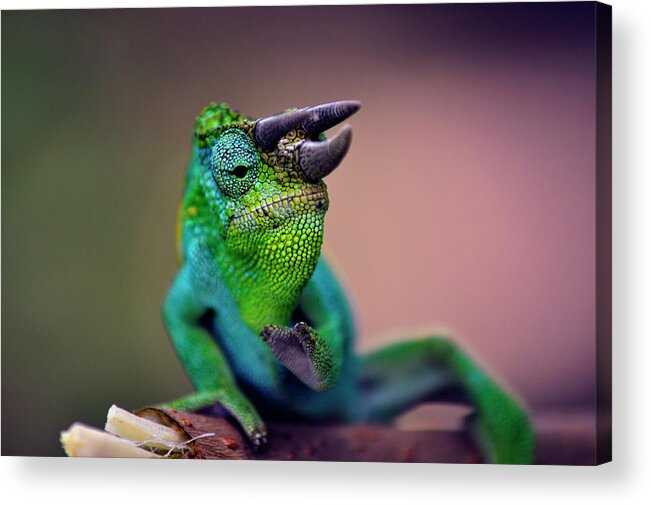Chameleon Acrylic Print featuring the photograph Horned Chameleon by Matti Barthel