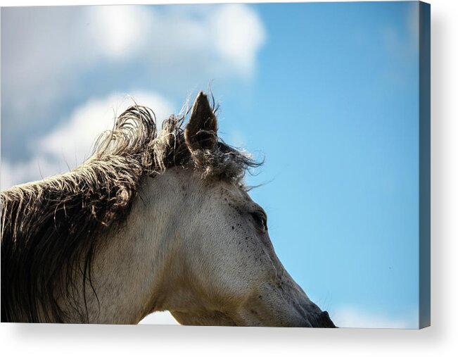 Horse Acrylic Print featuring the photograph Horse and Sky by Listen To Your Horse