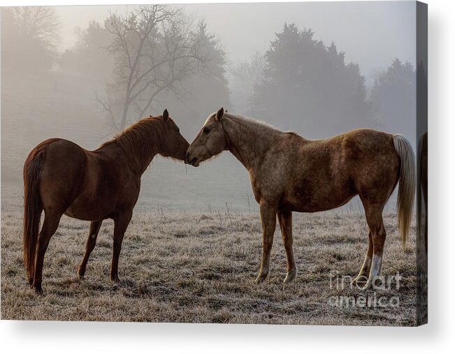 Horse Acrylic Print featuring the photograph Horse Love by Jennifer White