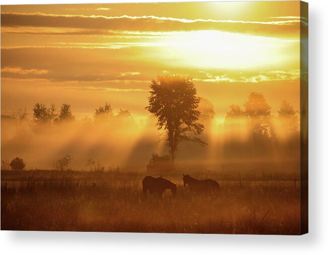 Sunrise Acrylic Print featuring the photograph Horse Sunrise by Brook Burling