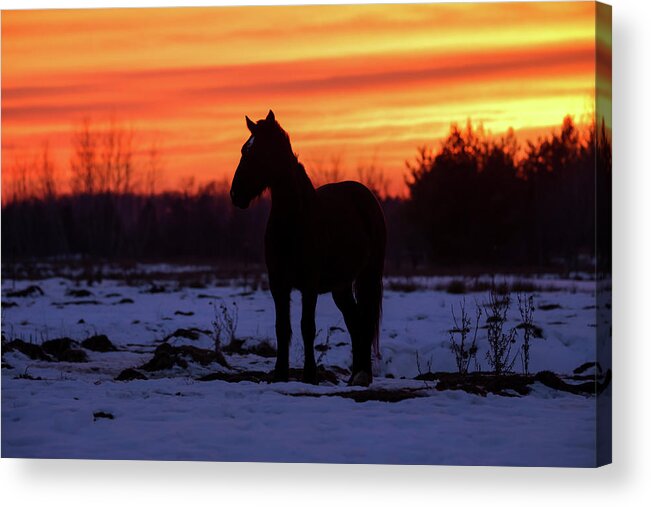 Horse Sunset Acrylic Print featuring the photograph Horse Sunset by Brook Burling