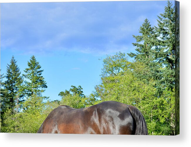  Brown Horse Acrylic Print featuring the photograph Horse Under Turquoise Sky by Listen To Your Horse