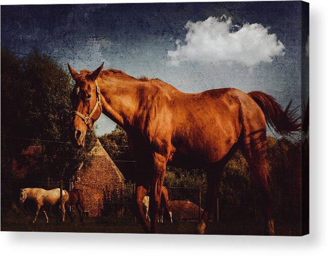 Horse Acrylic Print featuring the photograph Horse by Yasmina Baggili