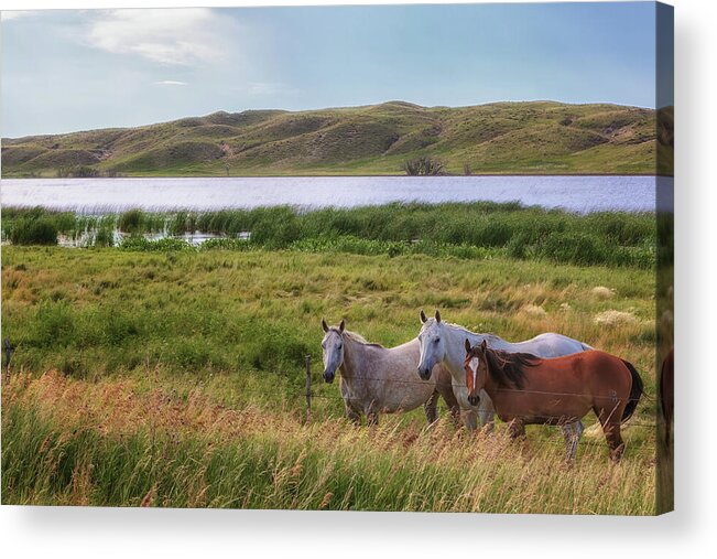 Horses Acrylic Print featuring the photograph Horses at Beem Lake - Sandhills Journey by Susan Rissi Tregoning