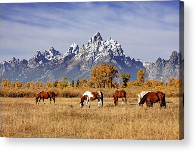 Grand Teton National Park Acrylic Print featuring the photograph Horses at Grand Teton by Jack Bell