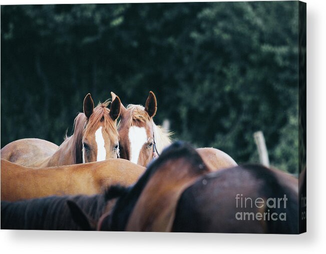 Horse Acrylic Print featuring the photograph Horses in a herd by Dimitar Hristov