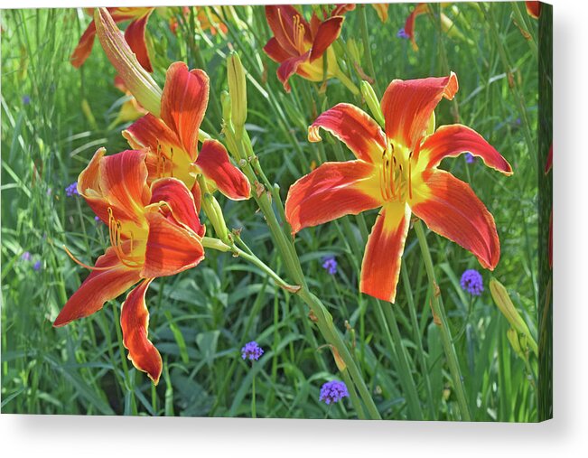 Daylilies Acrylic Print featuring the photograph Hot July Field of Daylilies by Janis Senungetuk