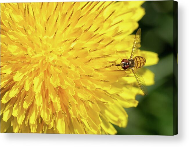 Hover Acrylic Print featuring the photograph Hover Fly Breakfast by Brooke Bowdren