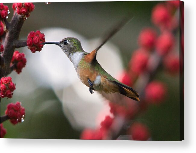 Hummingbird Acrylic Print featuring the photograph Humming Bird taking a sip of nectar by Montez Kerr