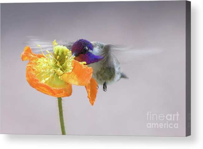 Hummingbird Acrylic Print featuring the photograph Hummingbird in Flower by Lisa Manifold