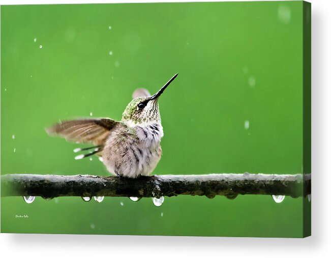 Hummingbird Acrylic Print featuring the photograph Hummingbird In The Rain by Christina Rollo