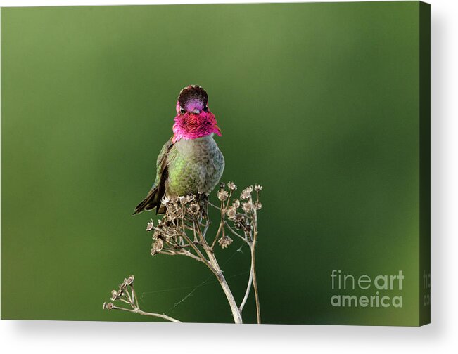 Bird Acrylic Print featuring the photograph Hummingbird by Kristine Anderson