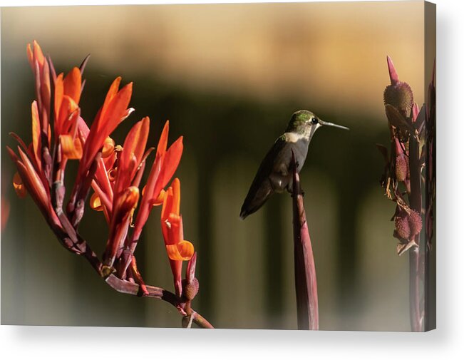 Hummingbird Acrylic Print featuring the photograph Hummingbird Perched on Flower Stalk by Stephen Sloan