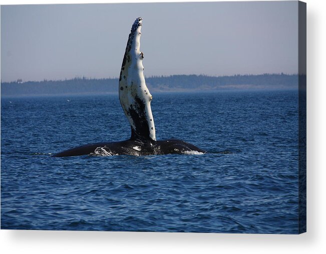 Pectoral Fin Flapping Splash Hump Back Whale Bay Of Fundy Novas Scotia Sea Ocean Boats Ware Blue Acrylic Print featuring the photograph Hump Back Whale by David Matthews