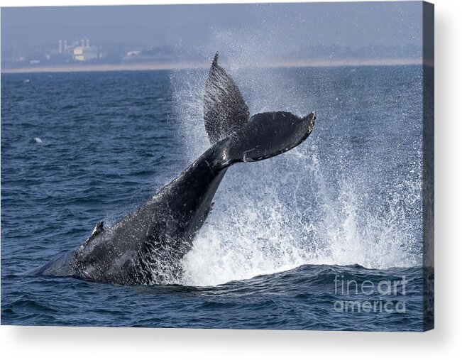 Princess Monterey Acrylic Print featuring the photograph Humpback Peduncle Throw by Loriannah Hespe