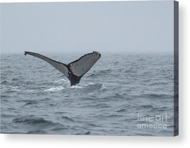 Alaska Acrylic Print featuring the photograph Humpback Whale Fluke with Barnacles by Nancy Gleason