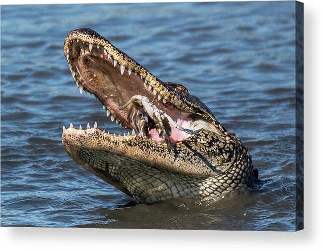 Alligator Eating Acrylic Print featuring the photograph Hungry Alligator by Joe Granita