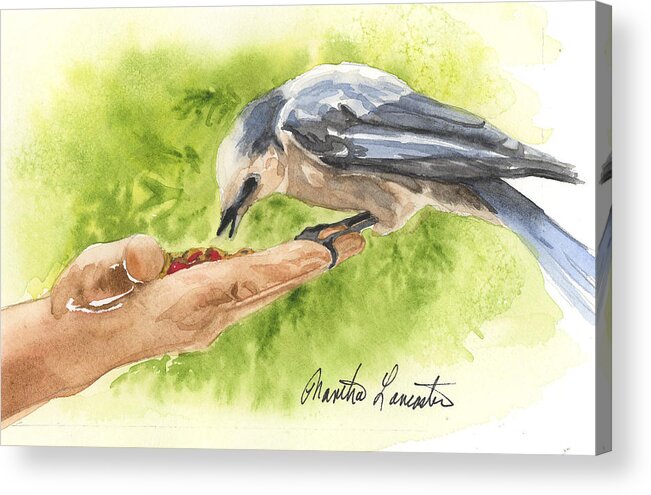 Mountain Jay Eating From A Hand Acrylic Print featuring the painting Hungry Brid by Martha Lancaster