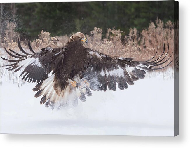 Hunting In The Snow Acrylic Print featuring the photograph Hunting In the Snow by CR Courson