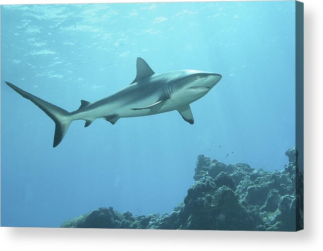 Reef Shark Acrylic Print featuring the photograph Hunting reef shark - At coral reef of Yap Island - by Ute Niemann