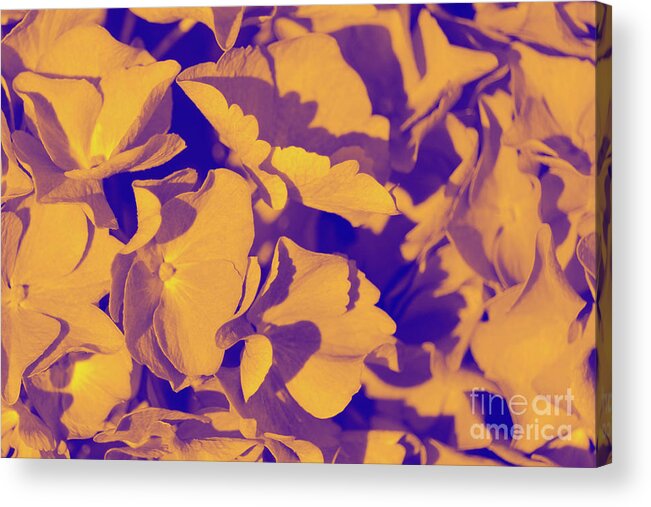 Hydrangea Abstract Acrylic Print featuring the photograph Hydrangea Abstract Gold Duotone by Eddie Barron