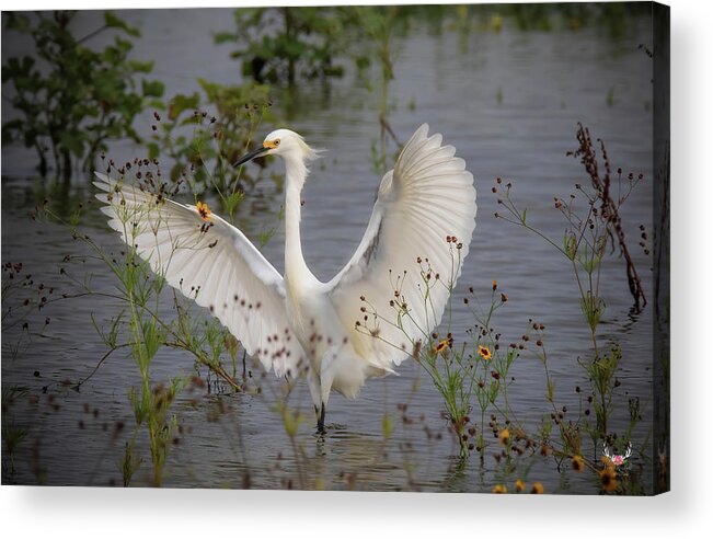 Wings Acrylic Print featuring the photograph I Am Fabulous by Pam Rendall