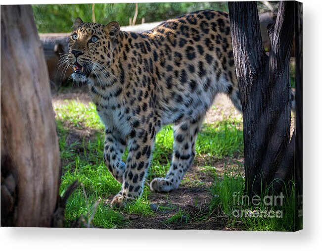Cat Acrylic Print featuring the photograph I See Food by David Levin