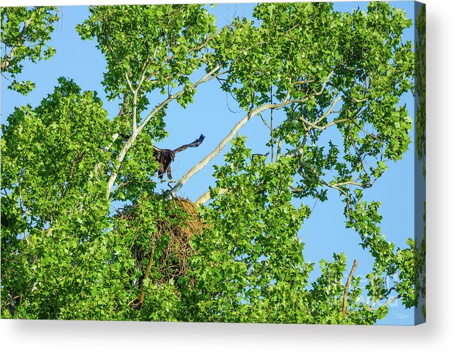 Bald Eagle Acrylic Print featuring the photograph I Think I Can Fly by Jennifer White