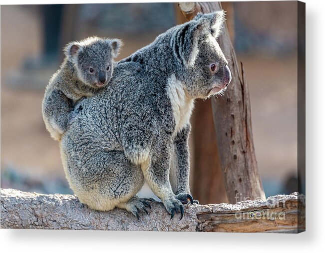San Diego Zoo Acrylic Print featuring the photograph I Want Off Please, Mama by David Levin