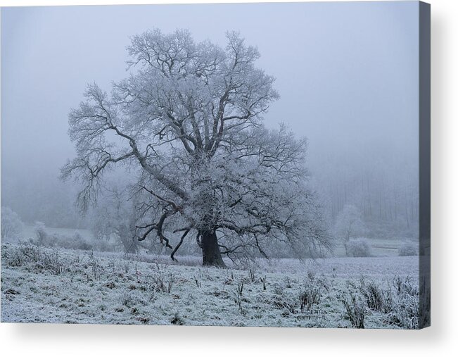 Tree Acrylic Print featuring the photograph Iced Oak Tree by Mark Hunter