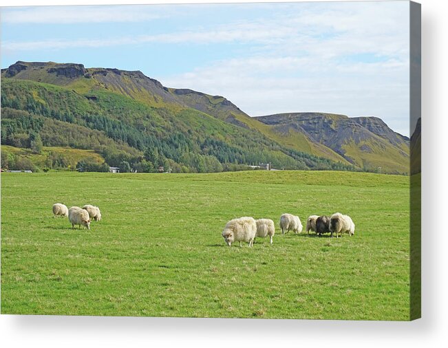 Iceland Acrylic Print featuring the photograph Iceland sheep by Yvonne Jasinski