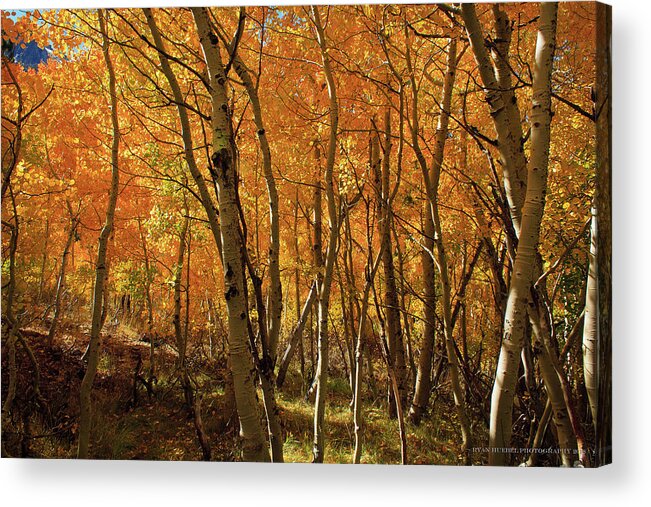 Aspens Acrylic Print featuring the photograph If Gold Grew on Trees by Ryan Huebel
