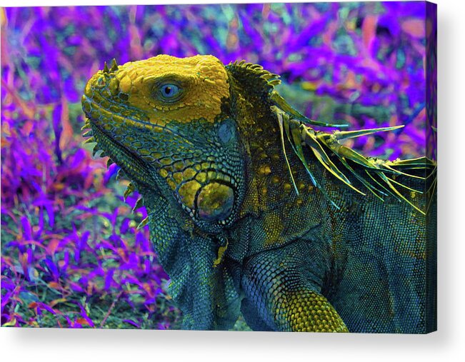 Iguana Acrylic Print featuring the photograph Iguana 2 - Abstract by Ron Berezuk