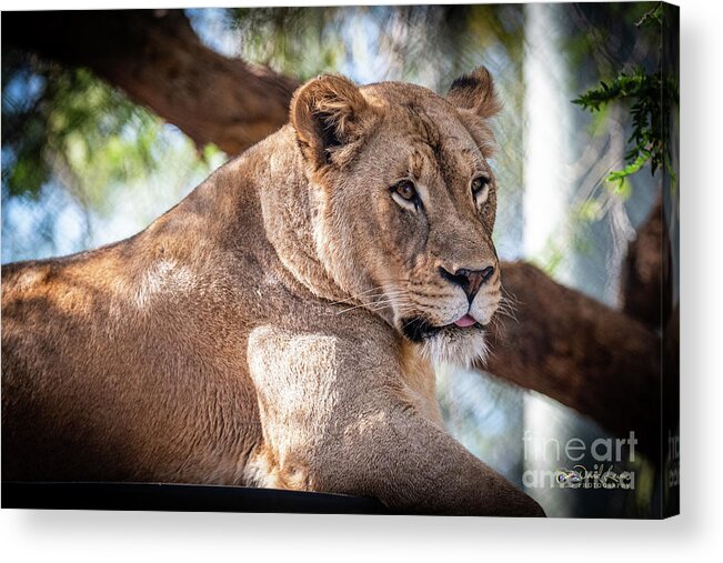 Cat Acrylic Print featuring the photograph I'm Not Watching You by David Levin