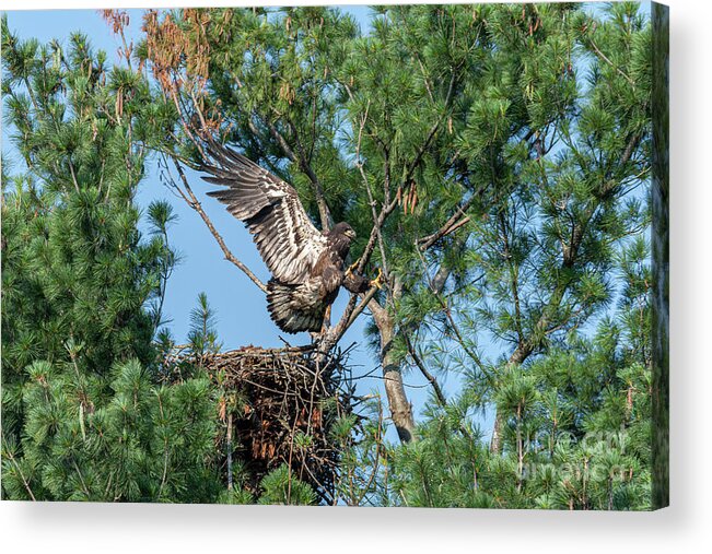 Juvenile Bald Eagle Acrylic Print featuring the photograph Immature Bald Eagle Learning to Fly by Ilene Hoffman