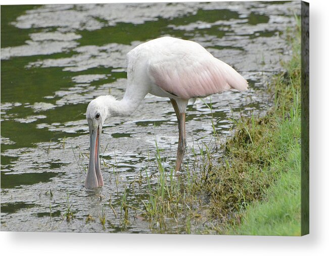 Roseate Spoonbill Acrylic Print featuring the photograph Immature Roseate Spoonbill by Jerry Griffin
