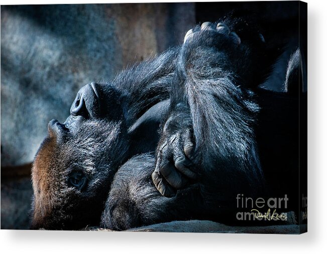 Animals Acrylic Print featuring the photograph In Deep Thought by David Levin