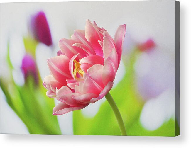 Tulips Acrylic Print featuring the photograph In Front Of The Bunch by Terence Davis