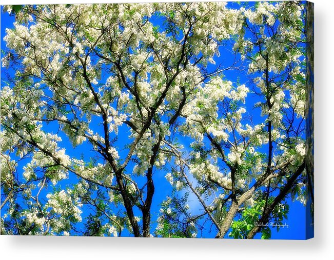 Black Locust Tree Acrylic Print featuring the photograph In Full Bloom by Mary Walchuck