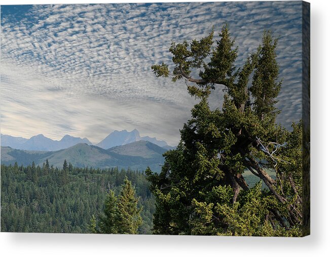 Trees Acrylic Print featuring the photograph In The Canadian Rockies by Phil And Karen Rispin