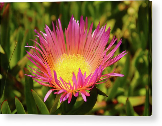Flowers Acrylic Print featuring the photograph In the Eye of the Ice Plant by Marcus Jones