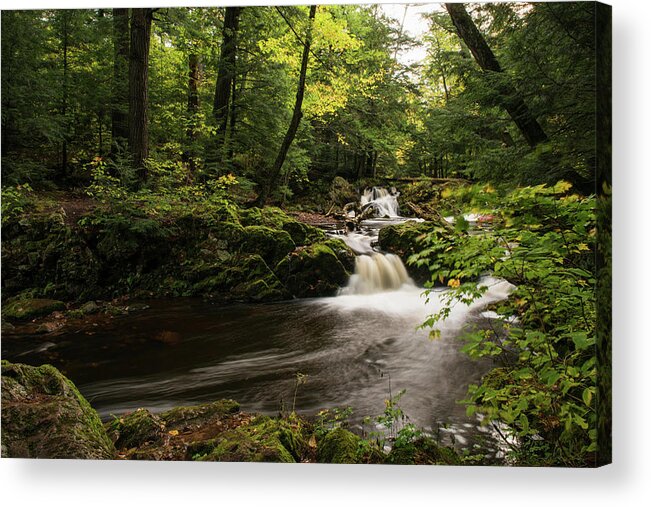 Fall Acrylic Print featuring the photograph In the Forest by Linda Shannon Morgan
