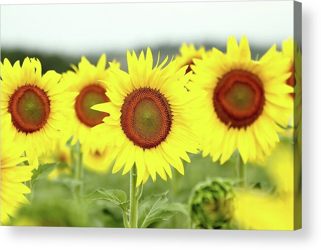 Sunflower Acrylic Print featuring the photograph In Your Face by Lens Art Photography By Larry Trager