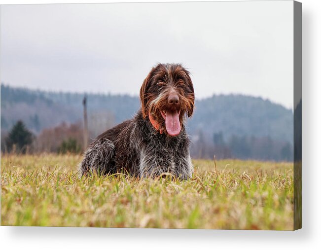 Bohemian Wire Acrylic Print featuring the photograph Incredible love bohemian wire sitting and relaxing in grass of meadow. Wirehaired puppy is relaxing with tongue out and happy animal face in field. Bohemian pointer enjoy a clean air by Vaclav Sonnek
