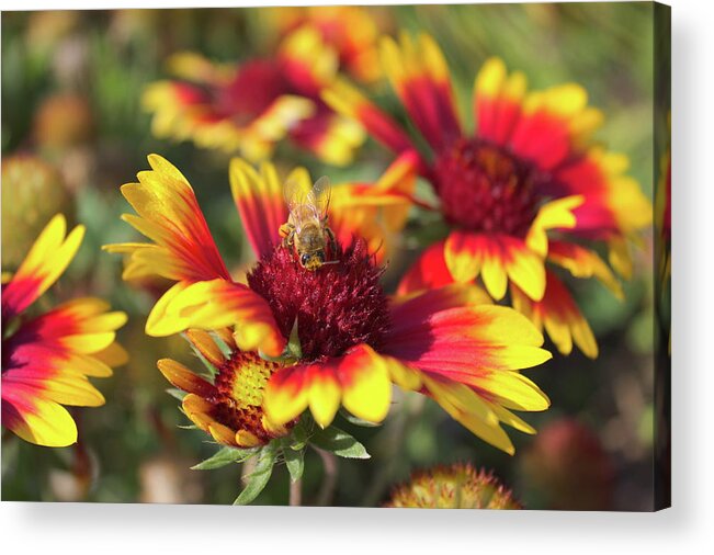 Indian Blanket Acrylic Print featuring the photograph Indian Blanket and bee by Jean Evans
