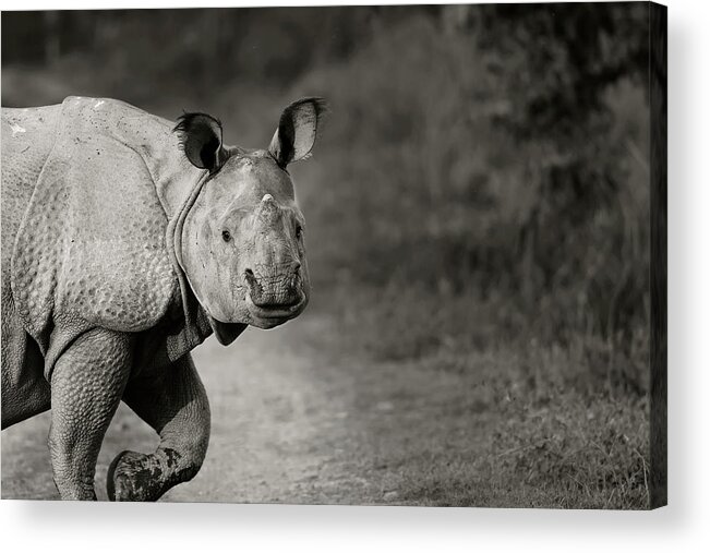 Indian Rhinoceros Acrylic Print featuring the photograph Gentle Gaze by Puttaswamy Ravishankar