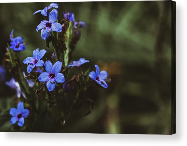 Flora Acrylic Print featuring the photograph Indigo Bloom by Mireyah Wolfe