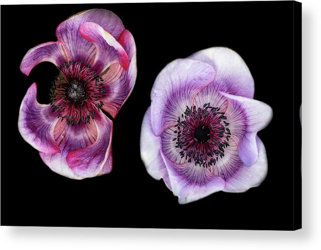 Poppy Acrylic Print featuring the photograph Inner Peace by Kim Sowa