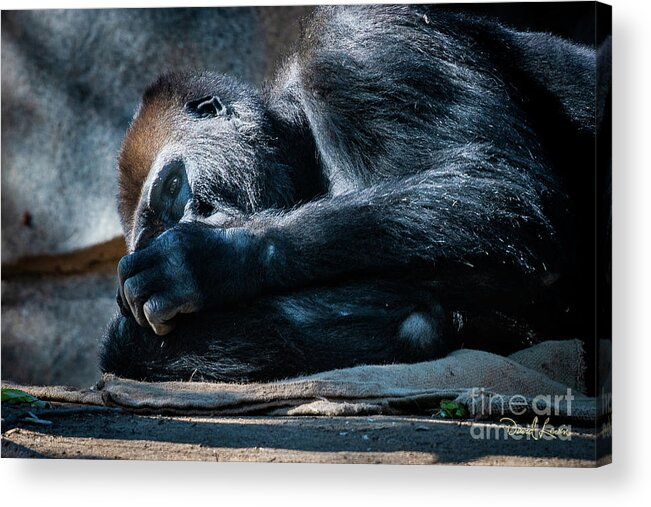 Animals Acrylic Print featuring the photograph Insomnia by David Levin