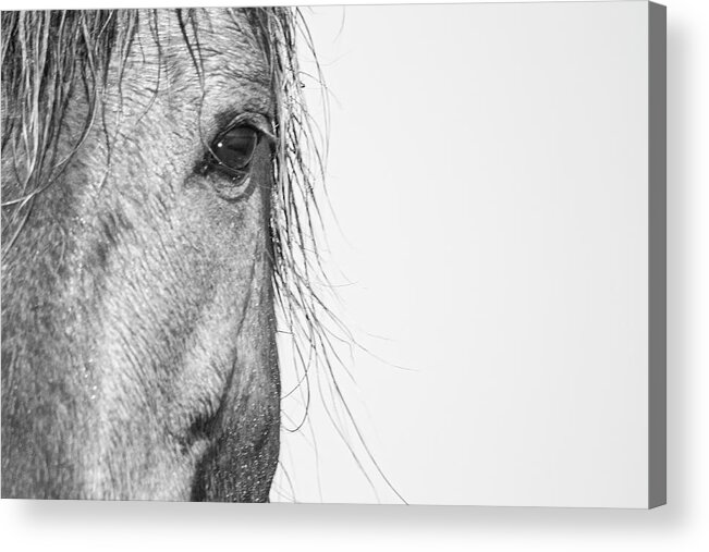 Wild Acrylic Print featuring the photograph Intimate Wild Horse Portrait - North Carolina Outer Banks by Bob Decker